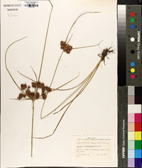 Cyperus pseudovegetus image