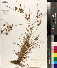 Cyperus retrorsus image