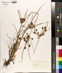 Cyperus retrorsus image