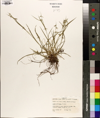 Carex collinsii image