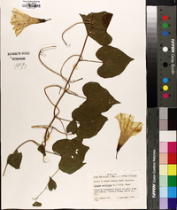 Ipomoea pandurata image