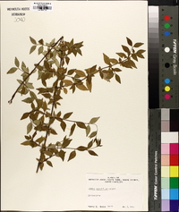 Abelia × grandiflora image