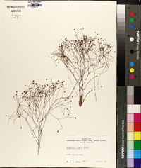 Stipulicida setacea image