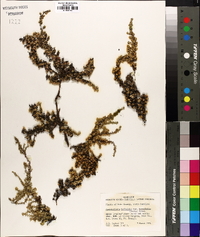 Pyxidanthera barbulata var. brevifolia image