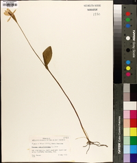 Pogonia ophioglossoides image