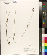 Rhynchospora perplexa image