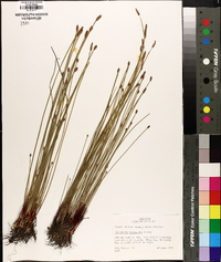 Eleocharis tricostata image