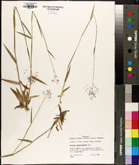 Panicum sphaerocarpon image