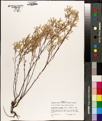 Polygonella polygama image