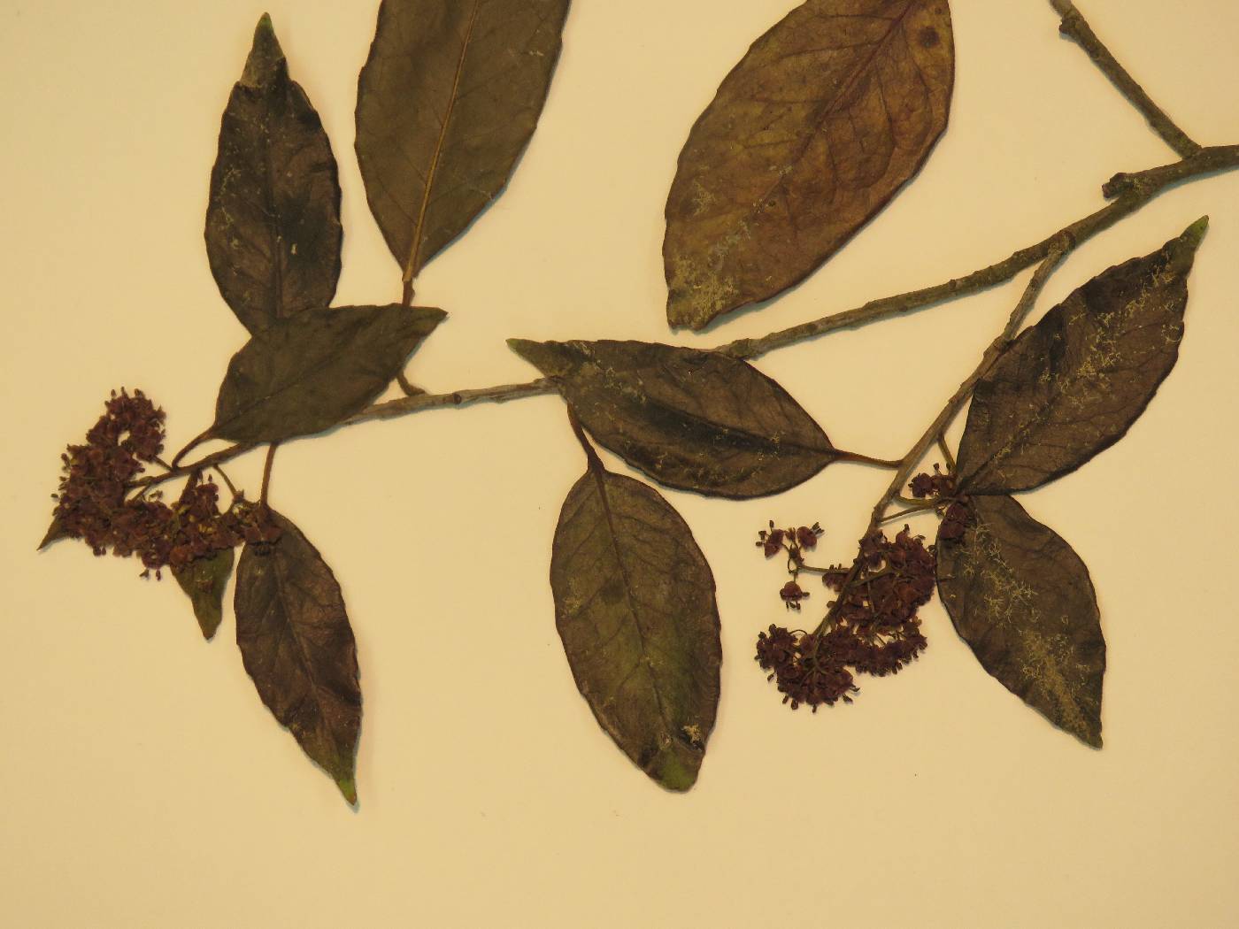 Ilex chinensis image