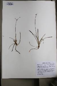 Sagittaria macrocarpa image
