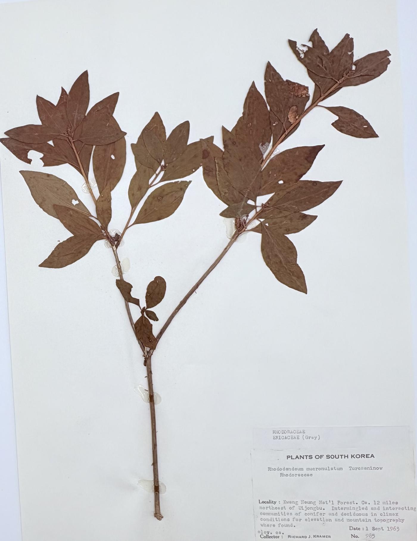 Rhododendron mucronulatum image