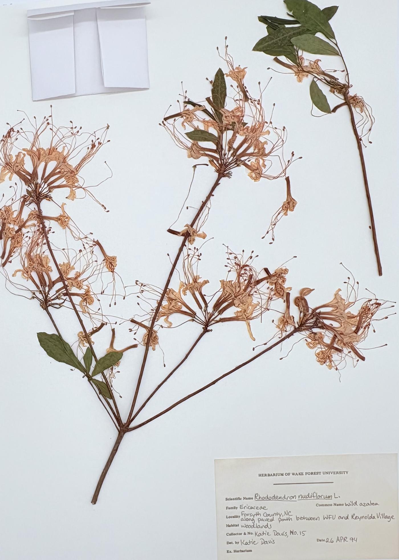 Rhododendron nudiflorum image