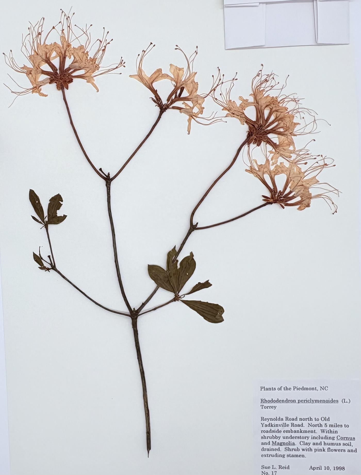 Rhododendron periclymenoides image