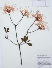 Rhododendron periclymenoides image