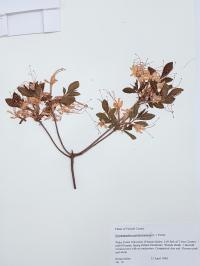 Rhododendron periclymenoides image