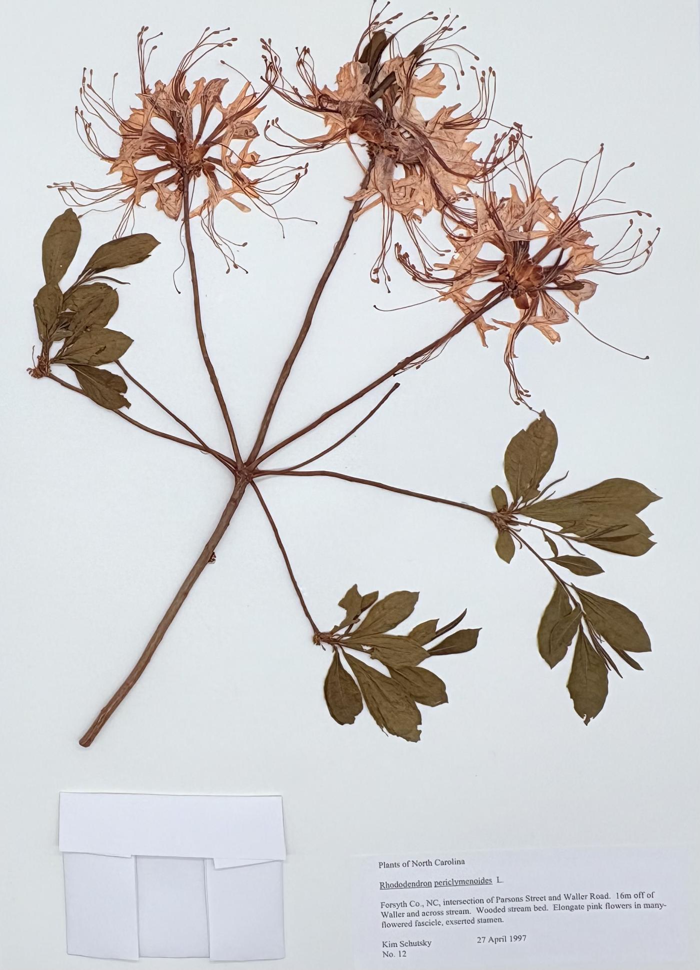 Rhododendron periclymenoides image