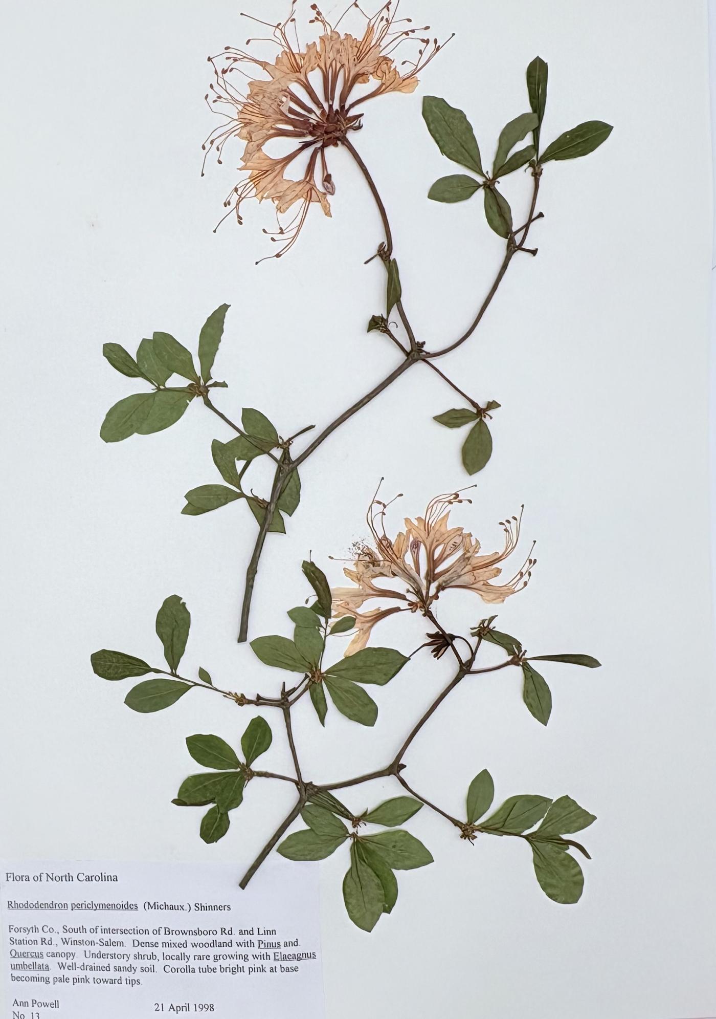Rhododendron periclymenoides image