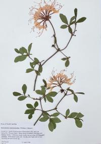 Rhododendron periclymenoides image