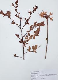 Rhododendron periclymenoides image