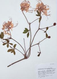 Rhododendron periclymenoides image
