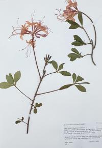 Rhododendron roseum image