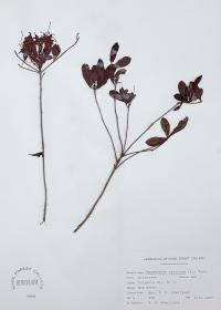 Rhododendron viscosum image