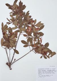 Rhododendron viscosum image