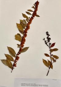 Lyonia lucida image