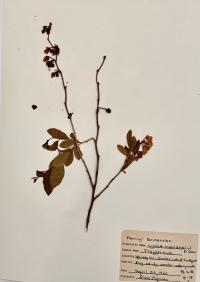 Lyonia mariana image
