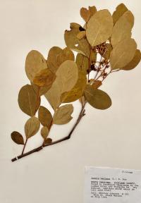 Lyonia mariana image