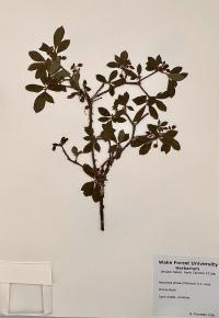 Rhododendron pilosum image
