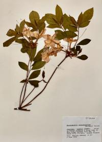 Rhododendron calendulaceum image