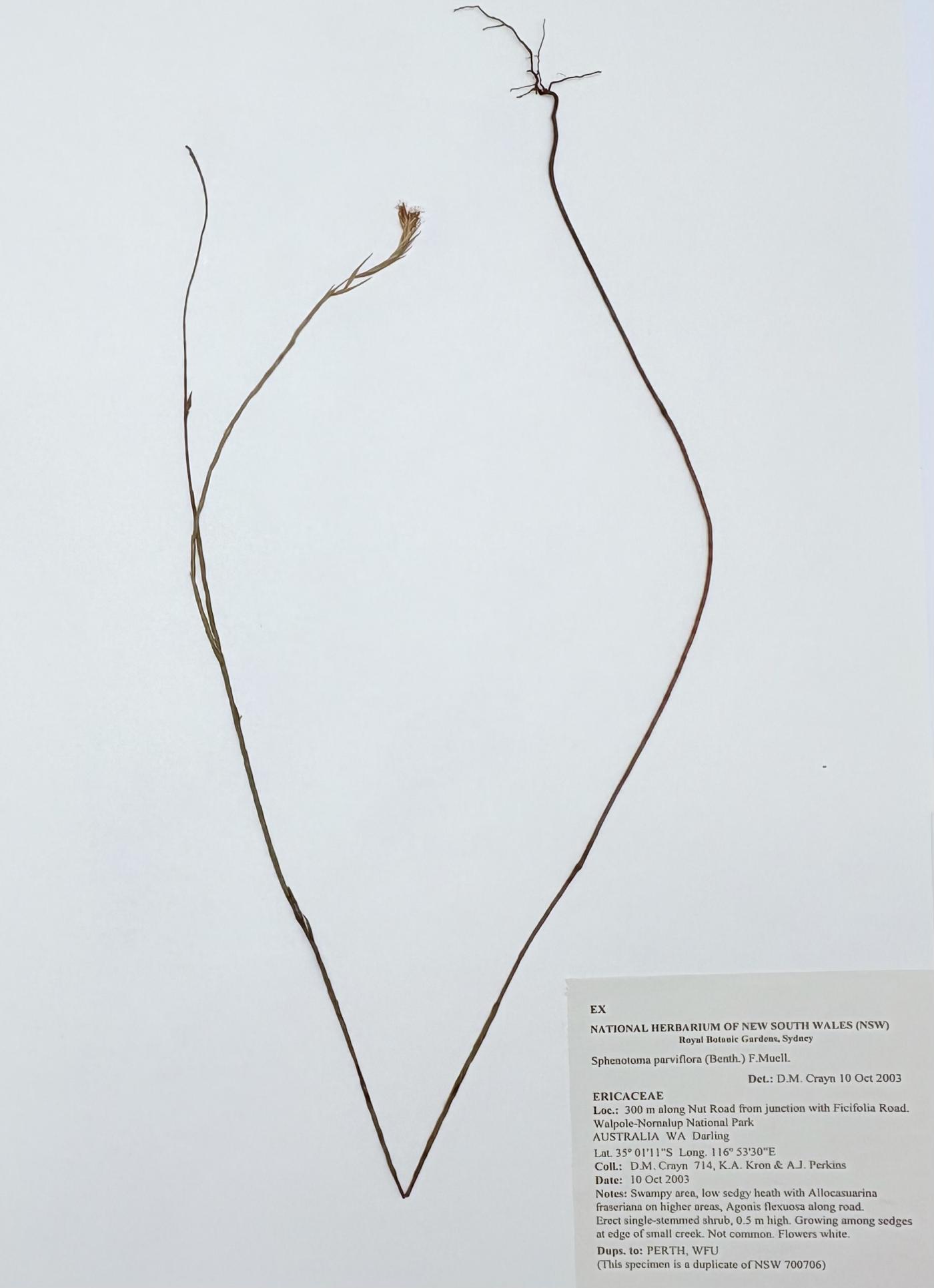 Sphenotoma image