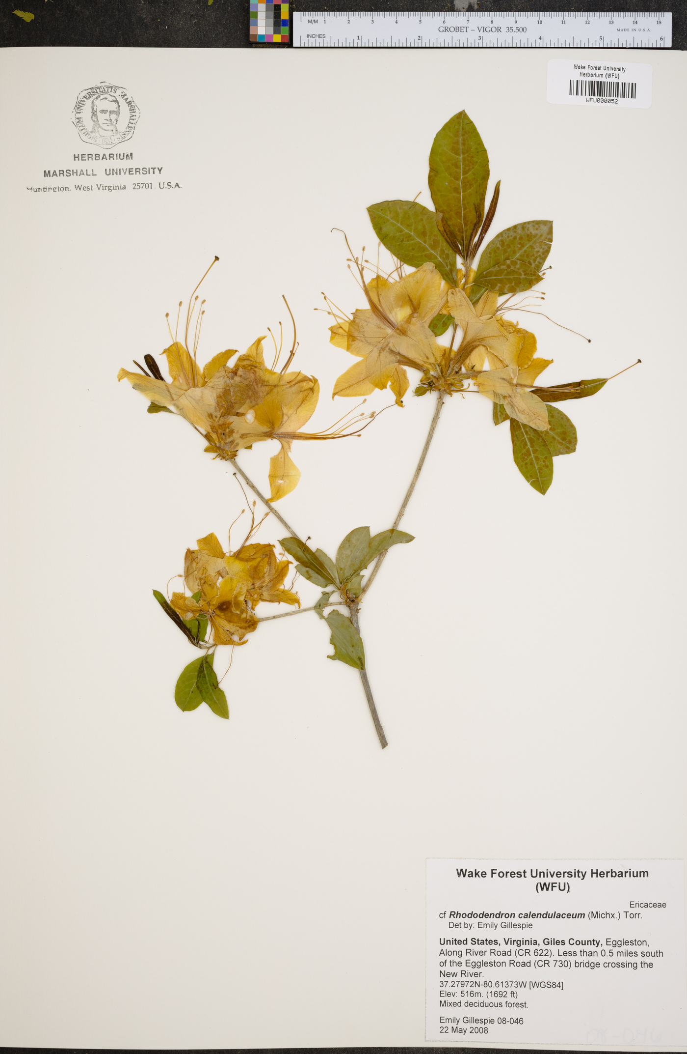 Rhododendron calendulaceum image