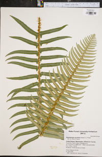 Polystichum munitum image