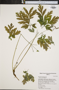 Dicentra formosa image