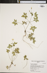 Geranium robertianum image