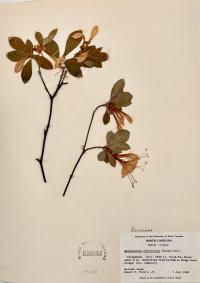 Rhododendron arborescens image