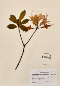 Rhododendron calendulaceum image