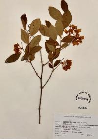 Lyonia mariana image