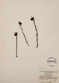 Monotropa uniflora image
