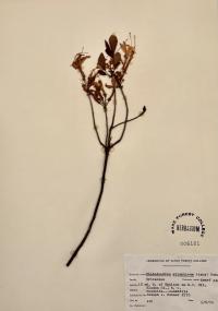 Rhododendron atlanticum image