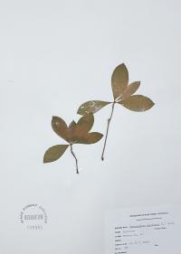 Rhododendron nudiflorum image