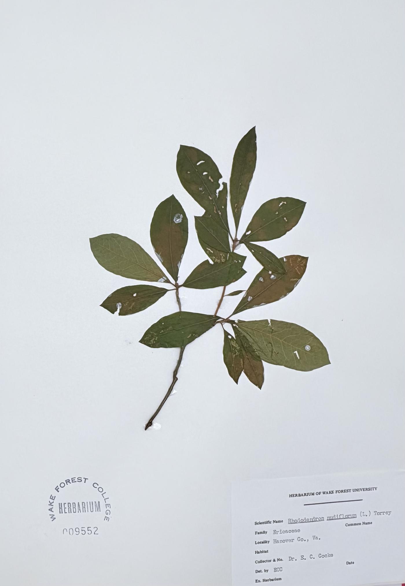 Rhododendron nudiflorum image