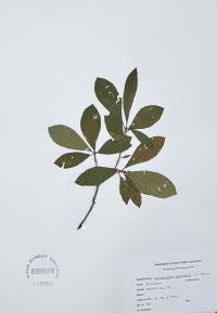 Rhododendron nudiflorum image
