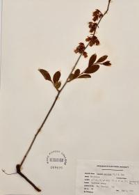 Lyonia mariana image