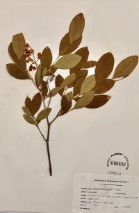 Lyonia mariana image