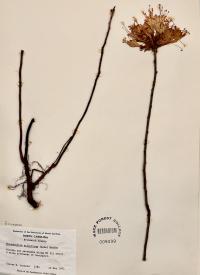 Rhododendron atlanticum image