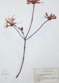Rhododendron nudiflorum image